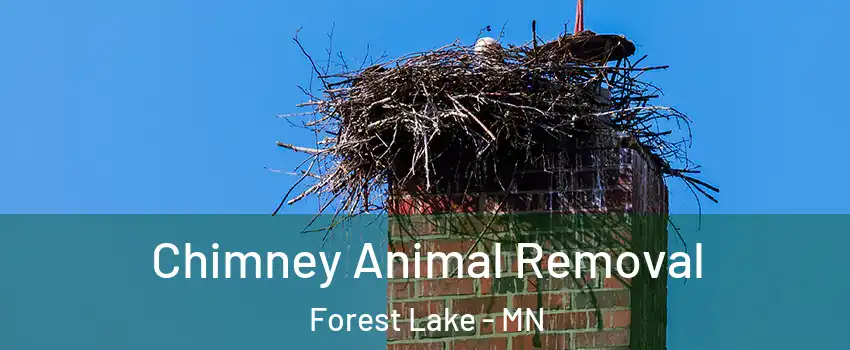  Chimney Animal Removal Forest Lake - MN