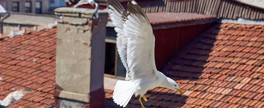 Residential Chimney Animal Removal Solution in Forest Lake, MN