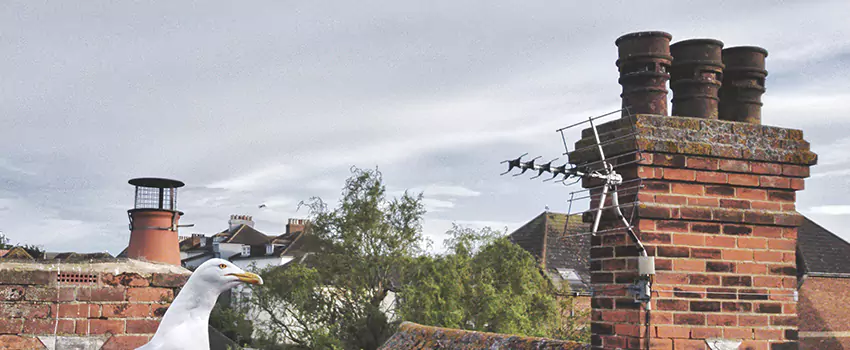 Chimney Cleaning And Restoration in Forest Lake, Minnesota
